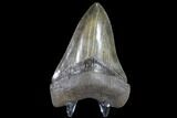 Serrated, Fossil Megalodon Tooth - Collector Quality #86679-1